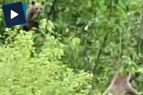 Aç kalan ayılar ağacın tepesinde meyve yedi