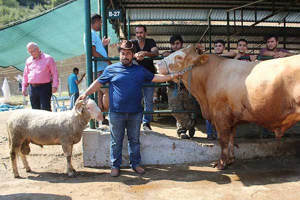 Koç alana dana bedava