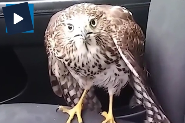 Teksas'taki fırtınadan kaçıp taksiye sığınan şahin