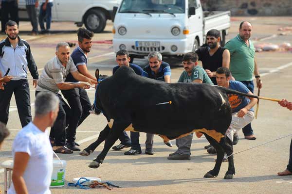Kurbanlıklara kötü davrananlara para cezası