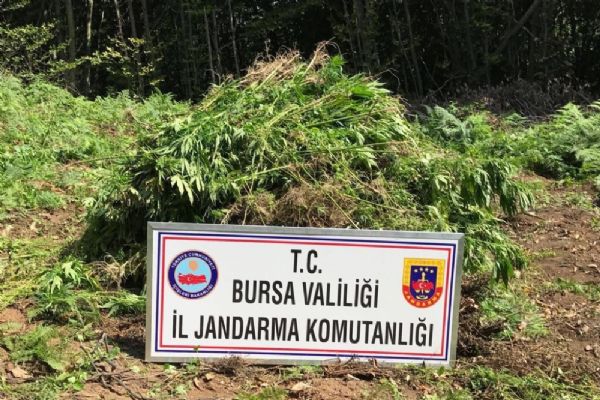 Jandarmadan 4,5 milyonluk uyuşturucu operasyonu