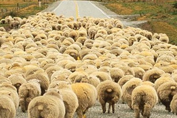 ''Hayvanlarınızı Müslümanlara satmayın''