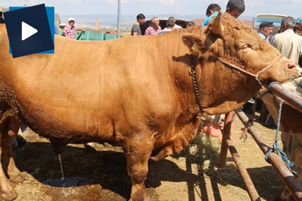 Kurban pazarındaki 'Tosun Paşa' fiyatıyla dikkat çekiyor