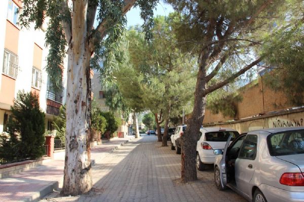 Manisa'da yol ortasındaki ağaçlar şaşırtıyor