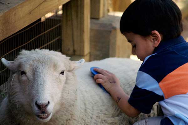 'Kurban kesimi izlemek travmalara yol açar'