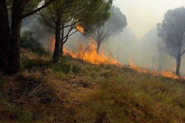 Balıkesir'de yangın