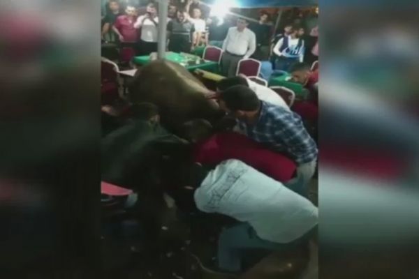 Kaçak boğa kahvehaneye daldı