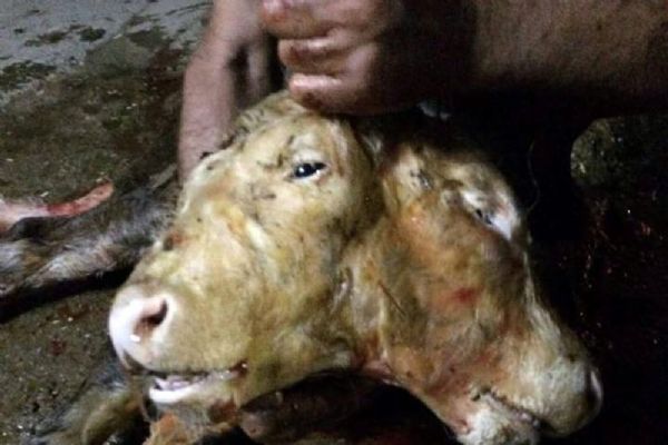 Denizli'de çift başlı buzağı doğdu
