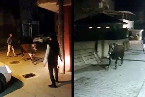 Çılgın boğa kamyona yüklenirken kaçtı