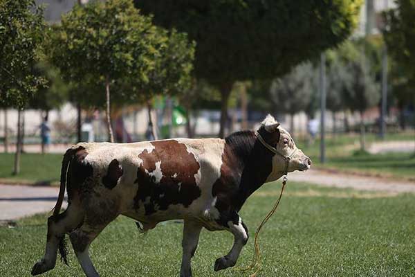 Kaçan boğayı yakalamaya çalışan zabıta hastanelik oldu