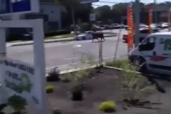 New York sokaklarından 'kurbanlık' kovalamacası