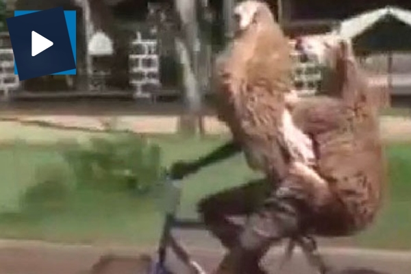 Hindistan'da sıra dışı görüntü! Kurbanlıklar bisikletle yolculuk etti!