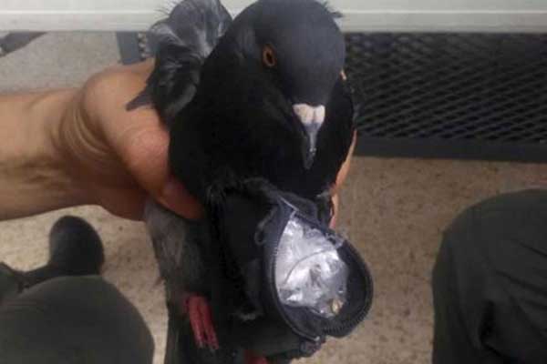 Arjantin'de güvercinli uyuşturucu sevkiyatı