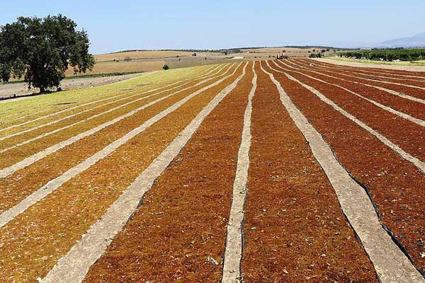 Manisa Ovası'nda üzüm kurutma zamanı başladı