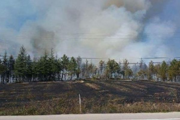 Bolu'da 10 hektarlık alanda orman yangını...