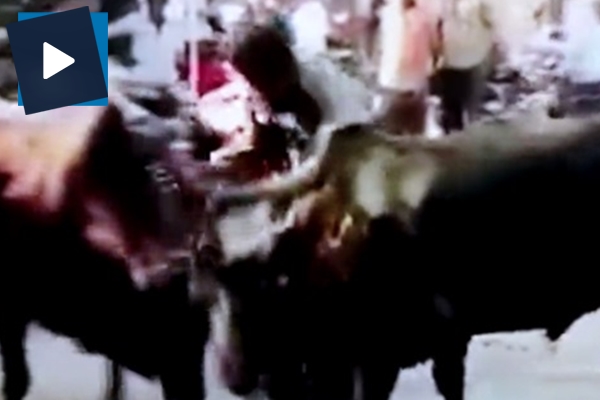 Kavga eden boğaları ayırmak isterken boynuzu yedi