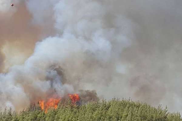 Antalya'da orman yangını