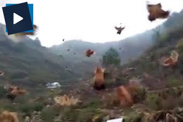 Uçan tavuklar hayrete düşürdü!