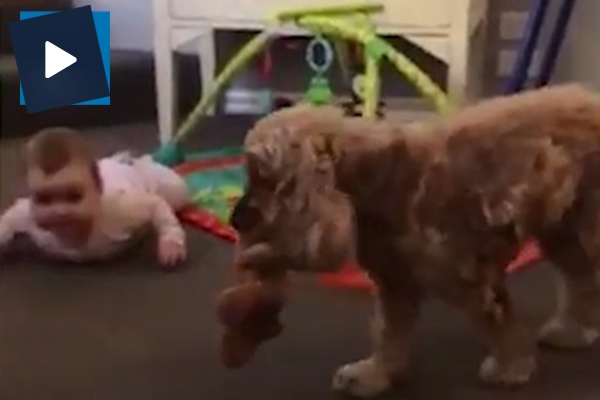 Düşünceli köpek ağlayan bebeği böyle susturdu