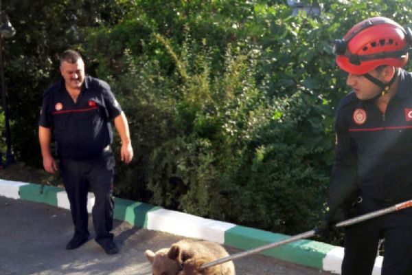 Trabzon'da firari yavru ayı yakalandı