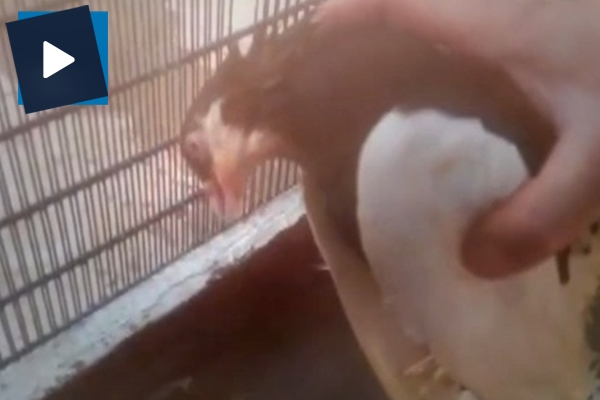 Güvercine kalp masajı yaptı