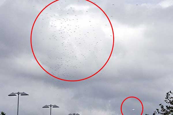 Atatürk Havalimanı'nda leylek alarmı