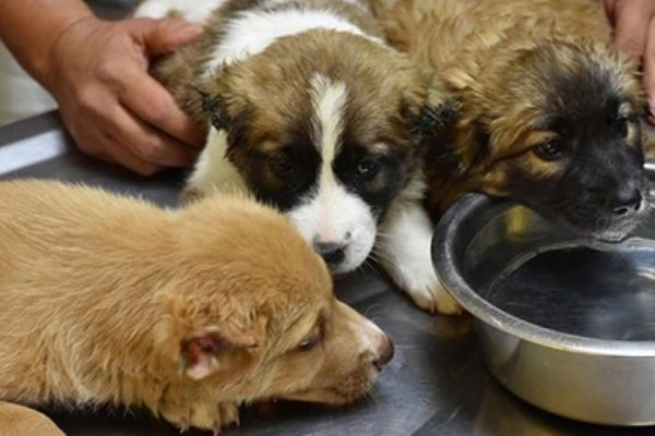 Üç yavru köpeğe işkence yapan asker gözaltına alındı