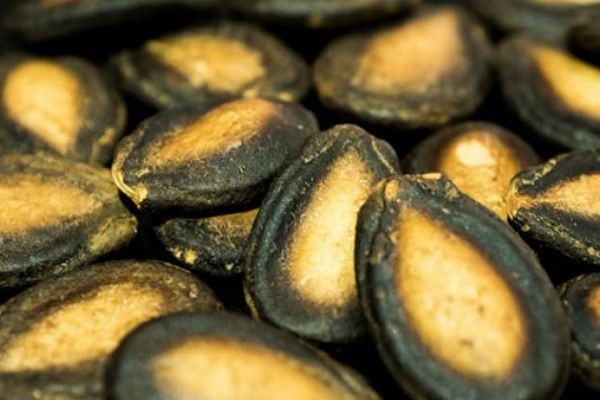 Karpuz çekirdeğinin faydaları...