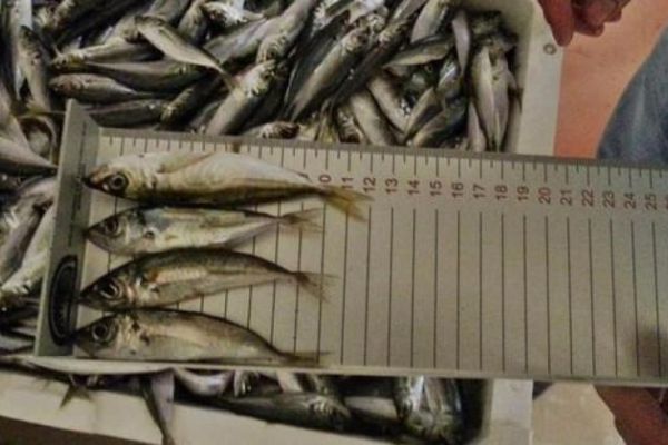 “balık boyu” operasyonu! 90 ton balığa el konuldu