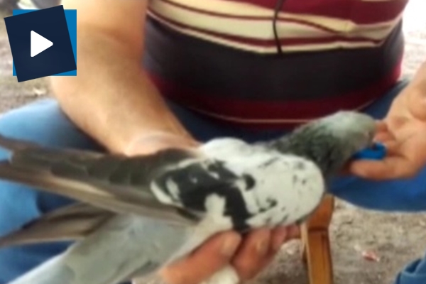 Güvercini elleriyle besledi