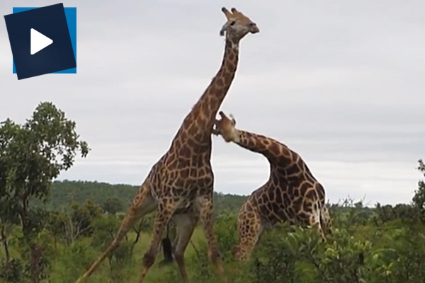 Zürafaların kavgası boks maçını aratmadı!