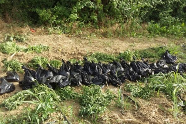 Kırklareli'nde ayçiçeği tarlasında 140 bin kök Hint keneviri bulundu