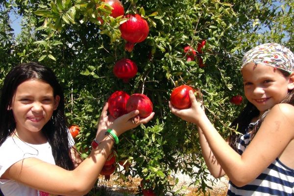 Mersin'de ilk nar hasadı yapıldı