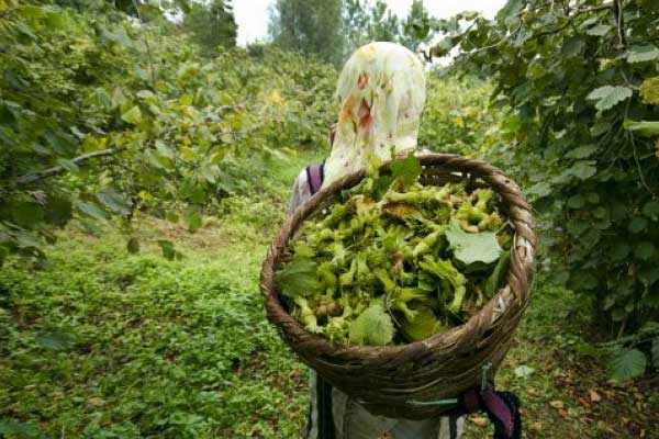 Fındık işçilerine silahlı saldırı