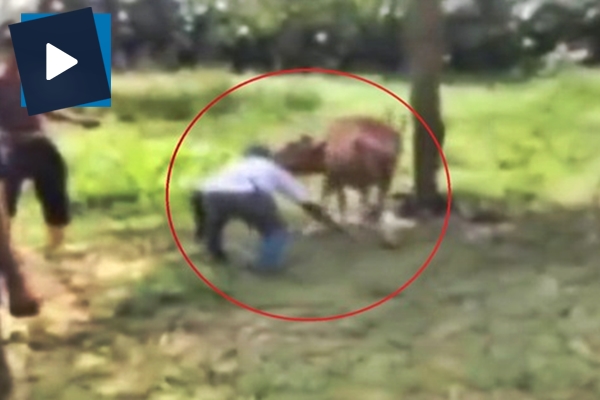 Kurbanlık dana tekmeyle yaşlı adamı öldürdü