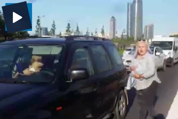 Mahsur kalan kediyi kurtarmak için TEM'i durdurdu