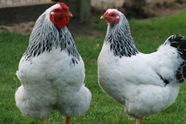 Adapazarı'nda 10 kez çiftliğe girip 500 tavuk çaldılar