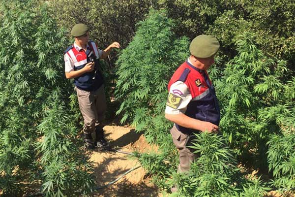 Bingöl'de Hint keneviri operasyonu