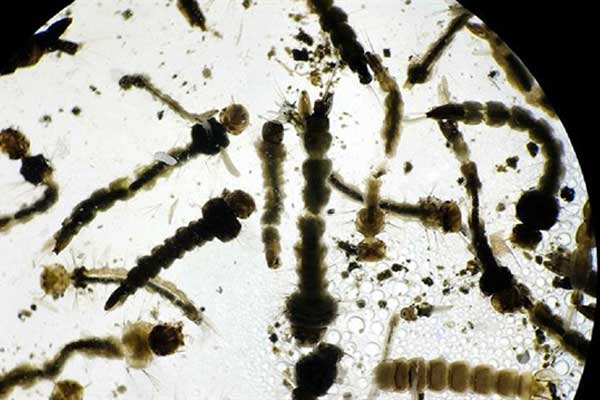 Zika virüsü ile kanser tedavisi