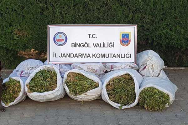 1 milyon 59 bin kök kenevir ele geçirildi