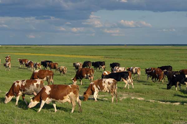 Canlı büyükbaş ithalatında gözetim uygulaması