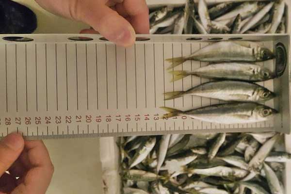 10 ton istavrit ile 390 kilo tekire el konuldu