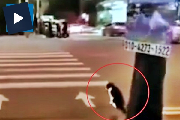 Kediden ilginç davranış!