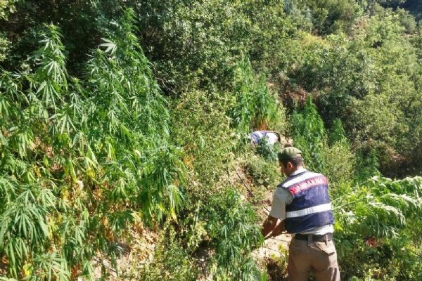 Ormanlık alanda zehir tarlası bulundu