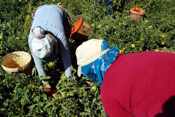 Bitlis'te domates bereketi