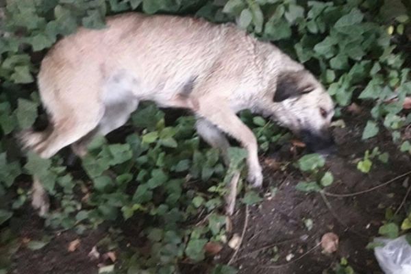 Muğla'da köpek katliamı...