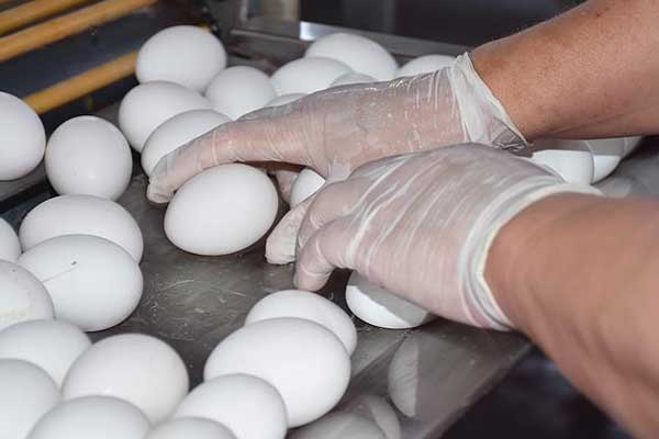 Türk yumurtası 19 ülkeye ihraç edildi