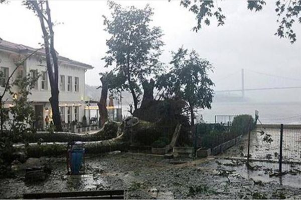 İstanbul'da 'Çengelköy çınarı' canlanıyor
