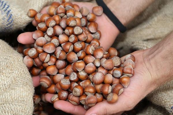 Fındık üreticilerine satmak için 'acele etmeyin' çağrısı