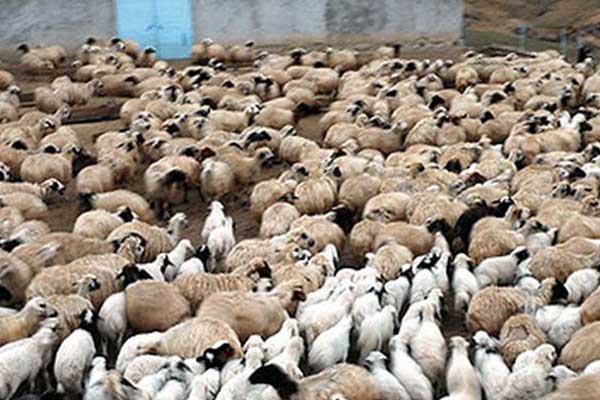 Kuzulara, inekler de e-reçete dönemi